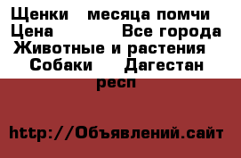 Щенки 4 месяца-помчи › Цена ­ 5 000 - Все города Животные и растения » Собаки   . Дагестан респ.